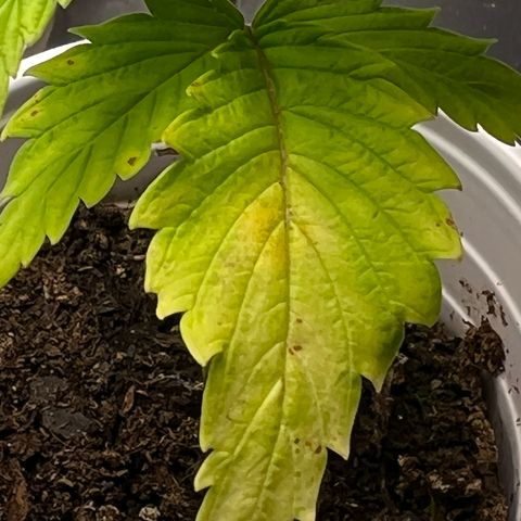 Mimosa X Orange Punch 35% Sativa 65% Indica growlog photo: !!!! DEFICIENCY WATCH !!!!!! 1/16/23 09:00. The pH locked up nutrients. Will increase concentration of Vegamatrix and start supplementing with silica next watering 💦. 