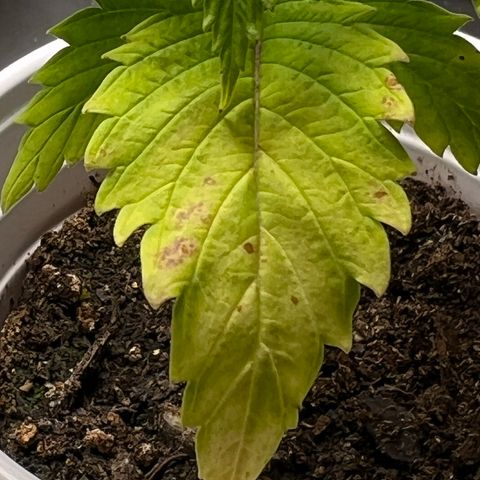 Mimosa X Orange Punch 35% Sativa 65% Indica growlog photo: !!!! DEFICIENCY WATCH !!!!!! 1/16/23 09:00. The pH locked up nutrients. Will increase concentration of Vegamatrix and start supplementing with silica next watering 💦. 