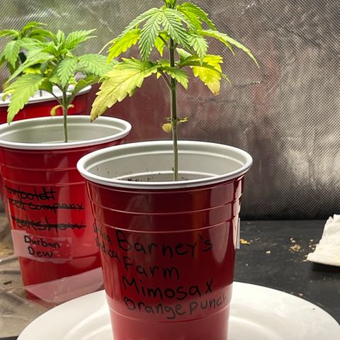 Mimosa X Orange Punch 35% Sativa 65% Indica growlog photo: !!!! DEFICIENCY WATCH !!!!!! 1/16/23 09:00. The pH locked up nutrients. Will increase concentration of Vegamatrix and start supplementing with silica next watering 💦. 