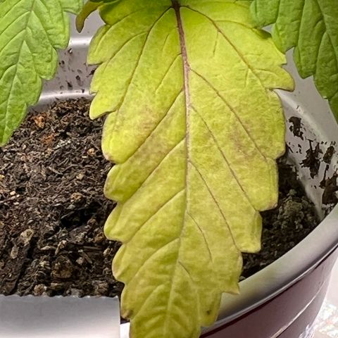 Chemdog 30% Sativa 70% Indica growlog photo: !!!! DEFICIENCY WATCH !!!!!! 1/16/23 09:00. The pH locked up nutrients. Will increase concentration of Vegamatrix and start supplementing with silica next watering 💦. 