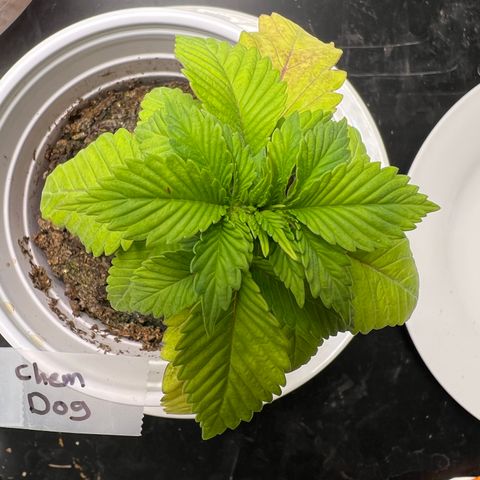 Chemdog 30% Sativa 70% Indica growlog photo: !!!! DEFICIENCY WATCH !!!!!! 1/16/23 09:00. The pH locked up nutrients. Will increase concentration of Vegamatrix and start supplementing with silica next watering 💦. 