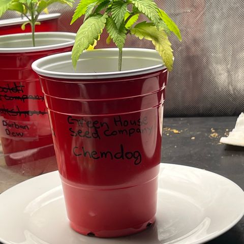 Chemdog 30% Sativa 70% Indica growlog photo: !!!! DEFICIENCY WATCH !!!!!! 1/16/23 09:00. The pH locked up nutrients. Will increase concentration of Vegamatrix and start supplementing with silica next watering 💦. 