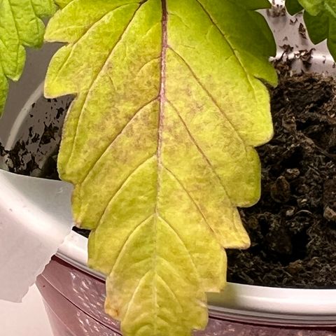Chemdog 30% Sativa 70% Indica growlog photo: !!!! DEFICIENCY WATCH !!!!!! 1/16/23 09:00. The pH locked up nutrients. Will increase concentration of Vegamatrix and start supplementing with silica next watering 💦. 