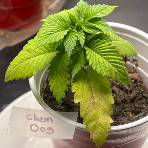 Chemdog 30% Sativa 70% Indica growlog photo: !!!! DEFICIENCY WATCH !!!!!! 1/16/23 09:00. The pH locked up nutrients. Will increase concentration of Vegamatrix and start supplementing with silica next watering 💦. 