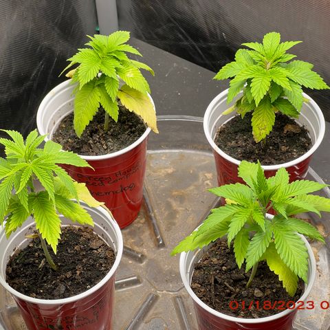 Chemdog 30% Sativa 70% Indica growlog photo: Plants 🌱look a bit better. Trying to get a hold of each plants 🌱 nutrient requirements. 