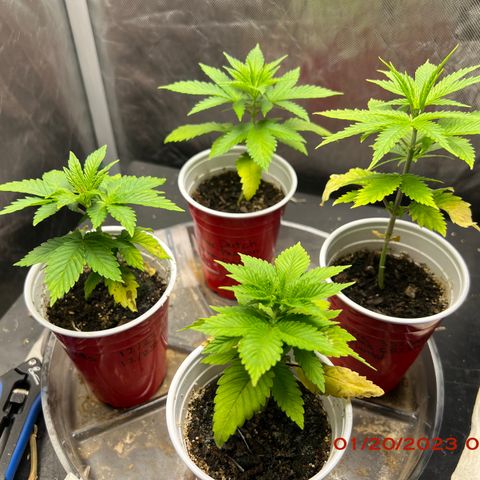 Chemdog 30% Sativa 70% Indica growlog photo: Plants 🌱look good after watering 💦. 