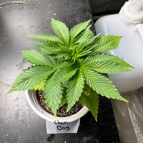 Chemdog 30% Sativa 70% Indica growlog photo: Last picture 📸 before transplant. 