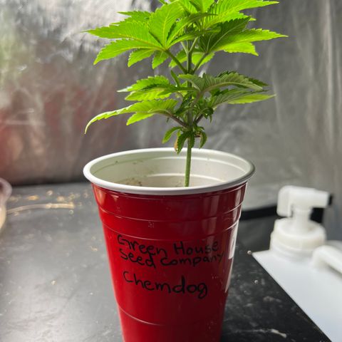 Chemdog 30% Sativa 70% Indica growlog photo: Last picture 📸 before transplant. 