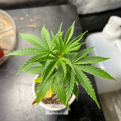 Mimosa X Orange Punch 35% Sativa 65% Indica growlog photo: Last picture 📸 before transplant. 