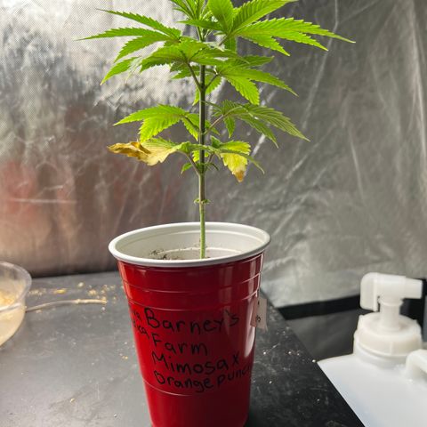Mimosa X Orange Punch 35% Sativa 65% Indica growlog photo: Last picture 📸 before transplant. 