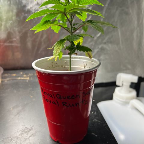 Royal Runtz 50% Sativa 50% Indica growlog photo: Last picture 📸 before transplant. 