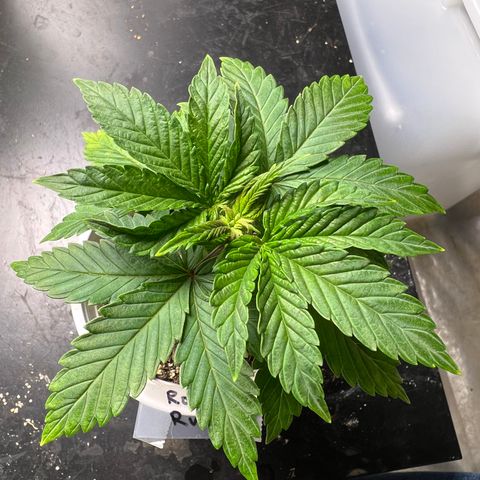 Royal Runtz 50% Sativa 50% Indica growlog photo: Last picture 📸 before transplant. 