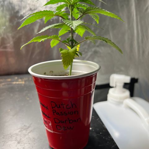 Durban Dew 75% Sativa 25% Indica growlog photo: Last picture 📸 before transplant. 