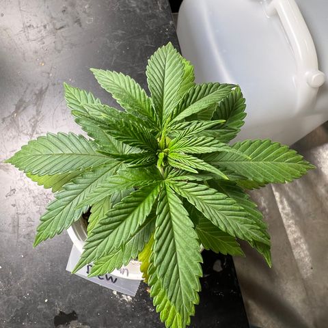 Durban Dew 75% Sativa 25% Indica growlog photo: Last picture 📸 before transplant. 