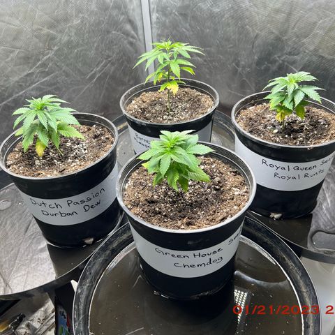 Chemdog 30% Sativa 70% Indica growlog photo: TRANSPLANT SHOCK MONITORING = picture 📸taken right after transplant. Transplanted all four plants🌱. Watered 💦with kelp extract, SLF-100, recharge, molasses, and vegamatrix boost, amp-it, grow, prime-zyme, phyre, and hypha. PH adjusted to 6.5. Added second grow light 💡and adjusted par levels to around 550 μMols.