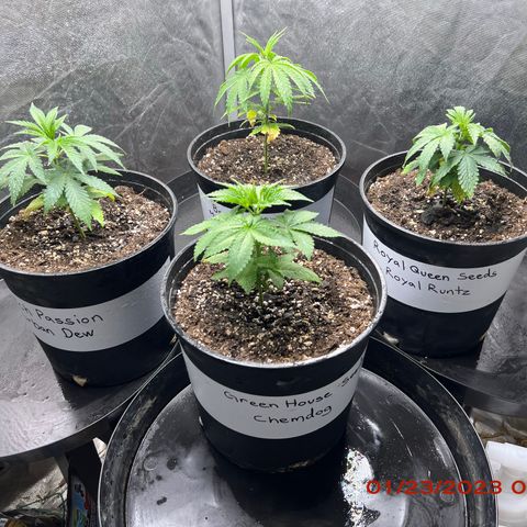 Chemdog 30% Sativa 70% Indica growlog photo: SLILICA SUPPLIMENTATION WATCH= Sprayed all plants 🌱with 1/8 teaspoon of npk industries raw silica. PH initially tested at 8.1 but later balanced out to 6.8-7.0. Did not adjust pH. After foliar application, poured rest of bottle to plants 🌱 roots. 