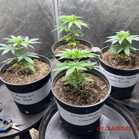 Chemdog 30% Sativa 70% Indica growlog photo: Photo 📸taken before topping plants 🪴. 