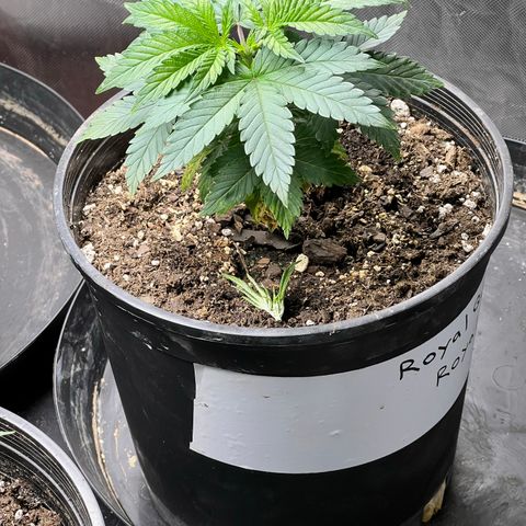 Royal Runtz 50% Sativa 50% Indica growlog photo: Photo 📸 taken after topping plant 🪴. 