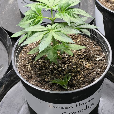 Chemdog 30% Sativa 70% Indica growlog photo: Photo 📸taken after topping plant 🪴. 