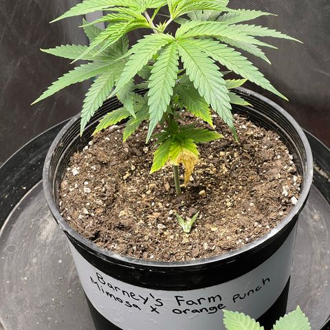 Mimosa X Orange Punch 35% Sativa 65% Indica growlog photo: Photo 📸 taken after topping plant 🪴.