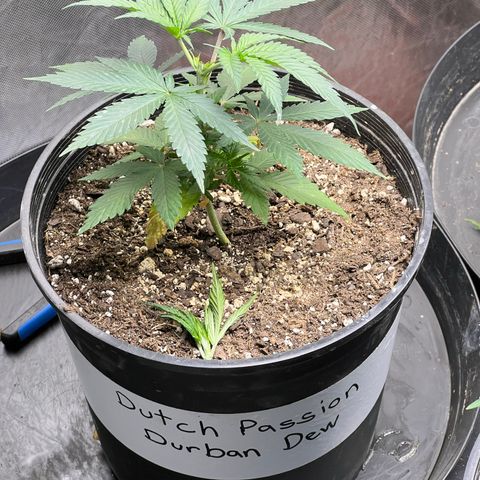Durban Dew 75% Sativa 25% Indica growlog photo: Photo 📸 taken after topping plant 🪴.