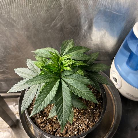 Royal Runtz 50% Sativa 50% Indica growlog timeline photo