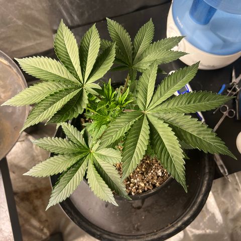Chemdog 30% Sativa 70% Indica growlog timeline photo