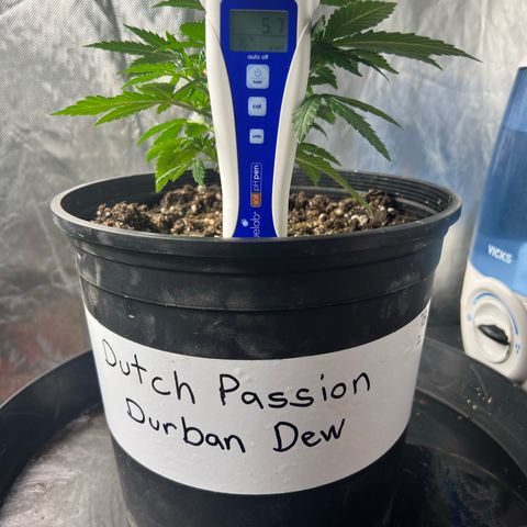 Durban Dew 75% Sativa 25% Indica growlog timeline photo