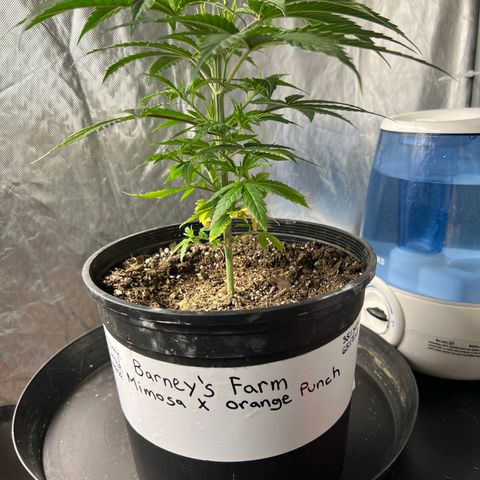 Mimosa X Orange Punch 35% Sativa 65% Indica growlog timeline photo