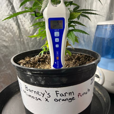 Mimosa X Orange Punch 35% Sativa 65% Indica growlog timeline photo