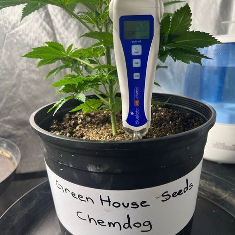Chemdog 30% Sativa 70% Indica growlog timeline photo