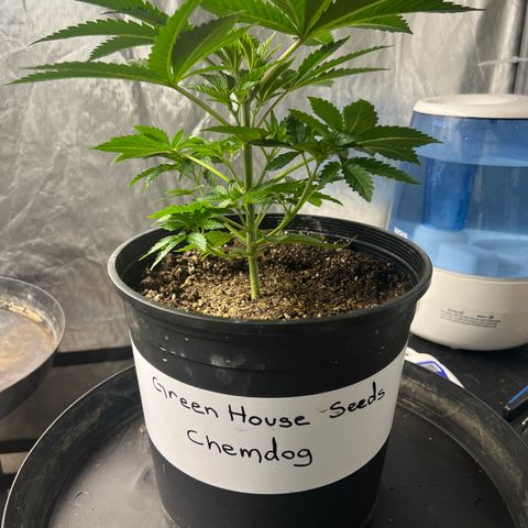 Chemdog 30% Sativa 70% Indica growlog timeline photo