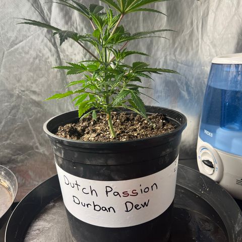 Durban Dew 75% Sativa 25% Indica growlog timeline photo