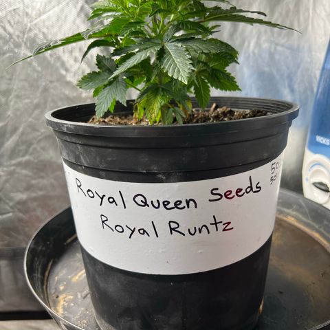 Royal Runtz 50% Sativa 50% Indica growlog timeline photo
