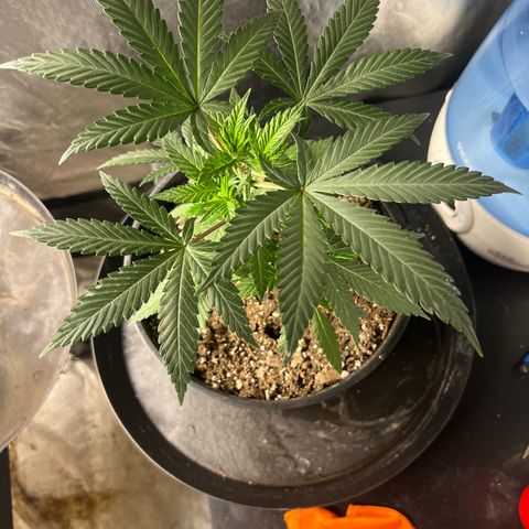 Durban Dew 75% Sativa 25% Indica growlog timeline photo
