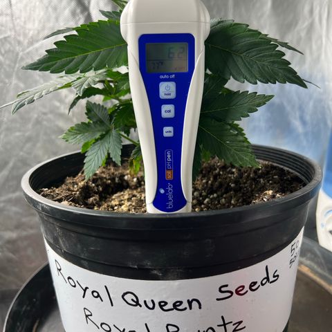 Royal Runtz 50% Sativa 50% Indica growlog timeline photo
