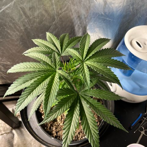 Mimosa X Orange Punch 35% Sativa 65% Indica growlog timeline photo