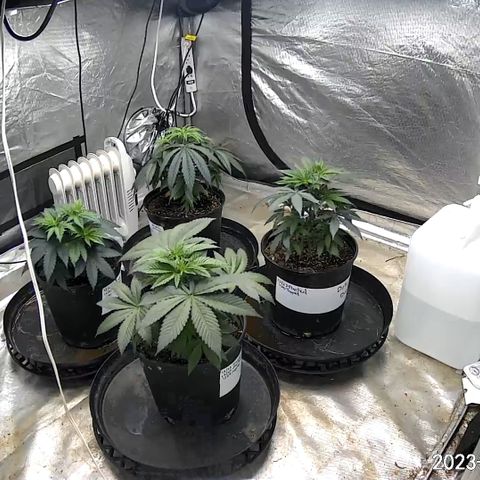 Chemdog 30% Sativa 70% Indica growlog photo: Moved all plants 🪴to the ground. Removed tables, added the other two lights 💡💡. Adjusted PAR levels to around 650 μMols.