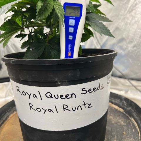 Royal Runtz 50% Sativa 50% Indica growlog photo: 2/1/23 = Soil pH was 5.5. 