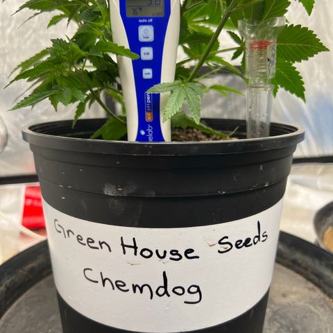 Chemdog 30% Sativa 70% Indica growlog photo: 2/1/23 = Soil pH was 5.8. 