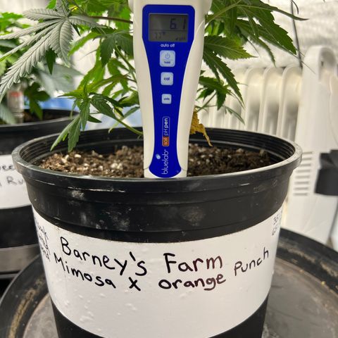 Mimosa X Orange Punch 35% Sativa 65% Indica growlog photo: 2/1/23 = Soil pH was 6.1. 