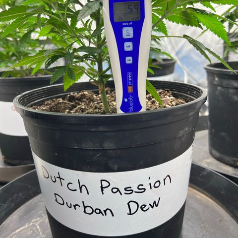 Durban Dew 75% Sativa 25% Indica growlog photo: 2/1/23 = Soil pH was 5.9. 