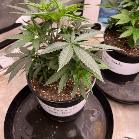 Durban Dew 75% Sativa 25% Indica growlog timeline photo
