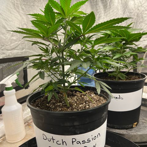 Durban Dew 75% Sativa 25% Indica growlog timeline photo