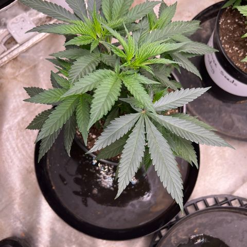 Durban Dew 75% Sativa 25% Indica growlog timeline photo