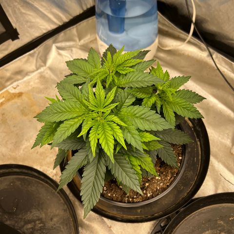 Royal Runtz 50% Sativa 50% Indica growlog timeline photo