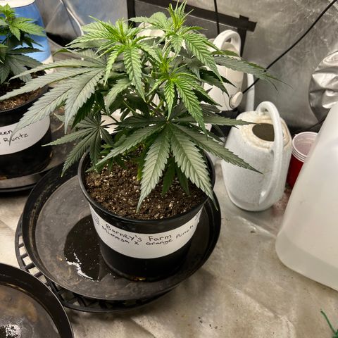 Mimosa X Orange Punch 35% Sativa 65% Indica growlog timeline photo