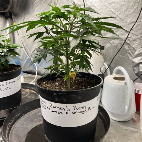 Mimosa X Orange Punch 35% Sativa 65% Indica growlog timeline photo
