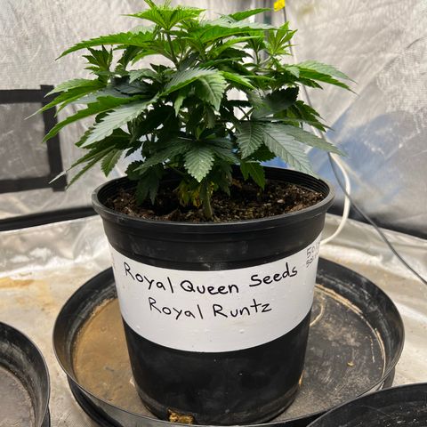 Royal Runtz 50% Sativa 50% Indica growlog timeline photo