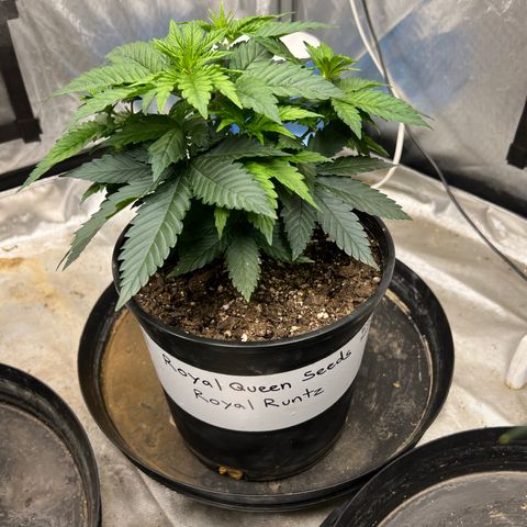 Royal Runtz 50% Sativa 50% Indica growlog timeline photo